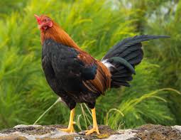 A Proud Rooster