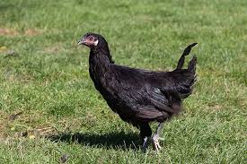 Black chicken in field