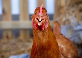 Orange chicken surprised