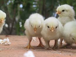 Baby fluffy chicks