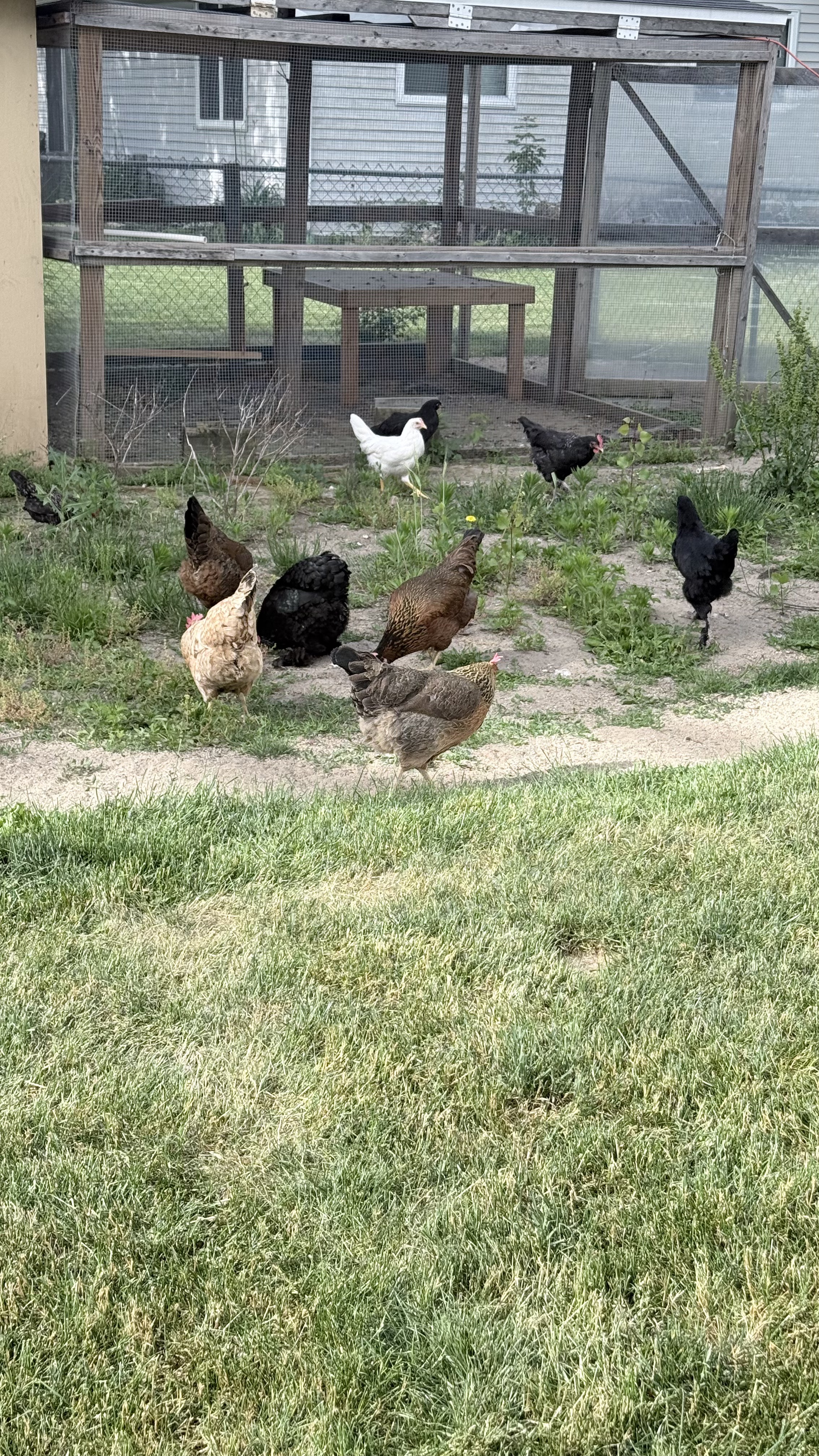 My flock in the backyard